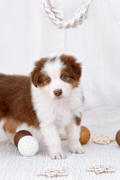 An adorable red-white Australian Shepherd puppy (Aussie) stands among decorative balls and macrame in a boho studio. Soft light pet portrait, perfect for greeting cards and commercial ads.