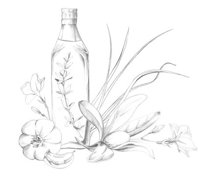 Bottle of olive oil, vinegar dressing, garlic, rosemary, thyme twigs, chives herbal mix. Hand drawn pencil illustration. Organic food promotions, Mediterranean lifestyle graphics, kitchen stationery