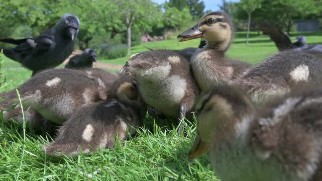 Mallard ducks (Anas platyrhynchos) ducklings and adult female competing with Jackdaws for food in a park. June, Kent, UK [Half speed]
