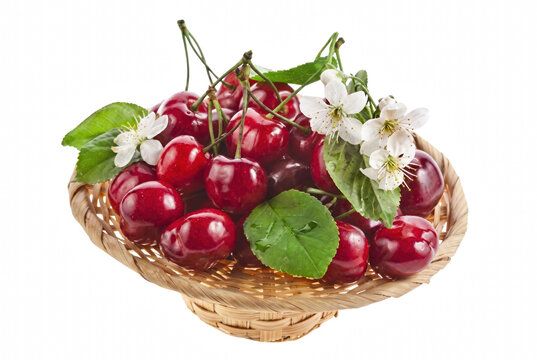 Fresh Red Cherries with White Blossoms in a Small Woven Basket