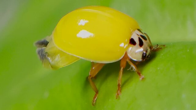 곤충, 무당벌레,우화,번데기,Insect, Ladybug, Eclosion, Pupa