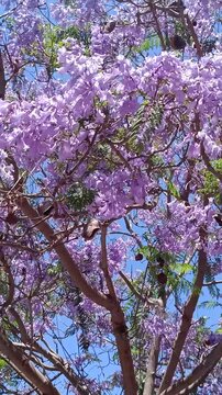  jacaranda mimosifolia. arbre fleuris de fleurs de couleur violette richement color&eacute;es de jacaranda bleu