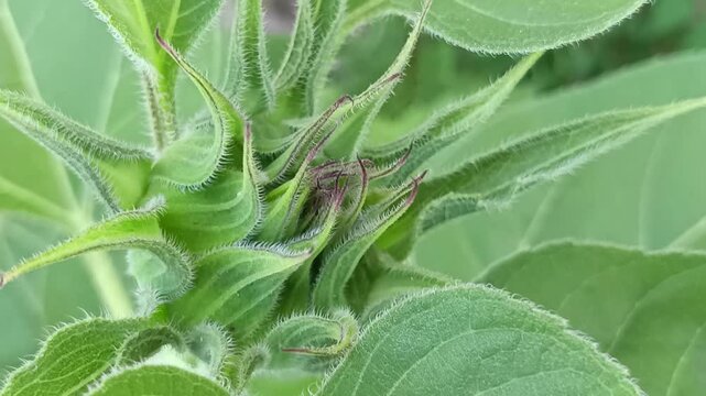 Bourgeon de tournesol en gros plan
