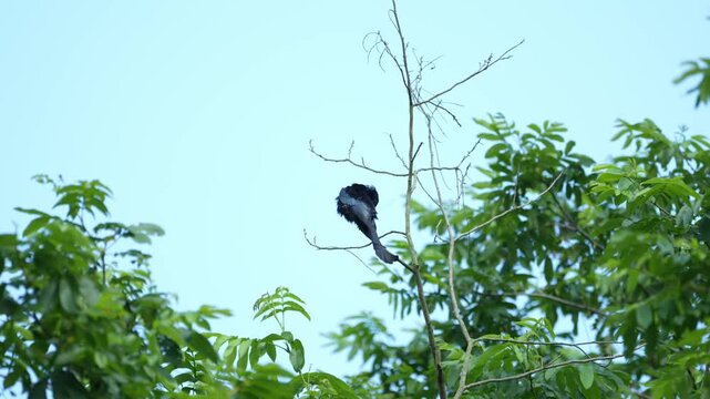Wild black bird perched on a bare tree branch surrounded by lush green leaves against a clear blue sky in its natural habitat