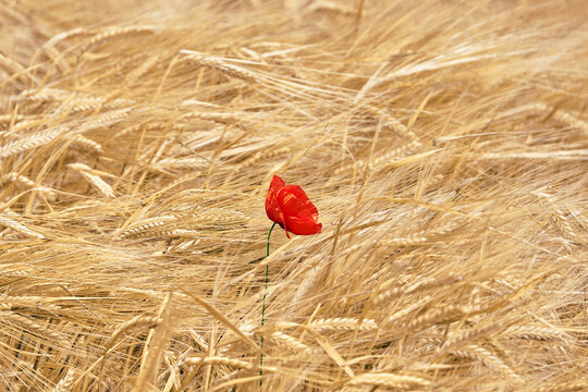 Red poppy flower blooming among green barley field. Rural agricultural landscape with waving grain crops, natural sunlight, and vibrant countryside scenery