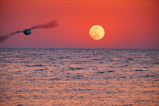 Full moon rising over the calm sea at sunset with a pink and orange sky, while a blurred seagull flies above the horizon, creating a peaceful coastal evening atmosphere