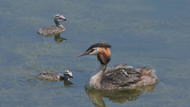 Great Crested Grebe (Podiceps critstatus) adult with one young chick on its back and two in the water. July, Kent, UK. [Slow motion x4]