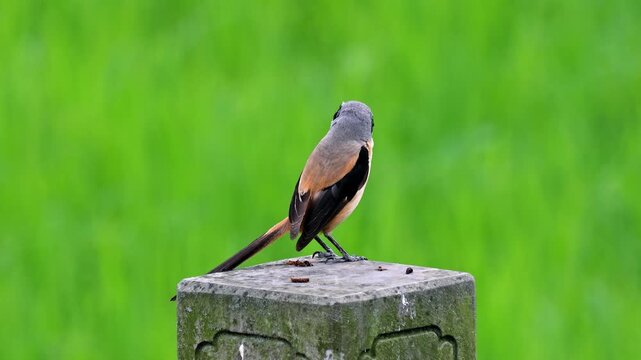 Close up of a wild long-tailed shrike bird perching on an old mossy concrete pillar looking back against a vibrant green blurred background