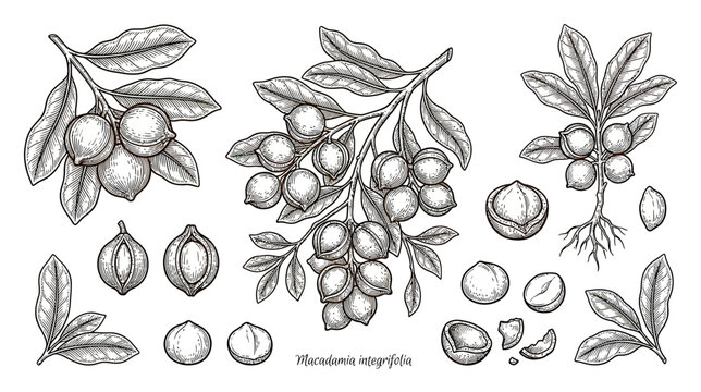 Macadamia Nuts on Branches, Hand Drawn Sketch Illustration