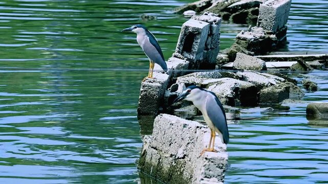 Two wild black-crowned night herons perched on broken concrete debris in the middle of a lake with rippling water