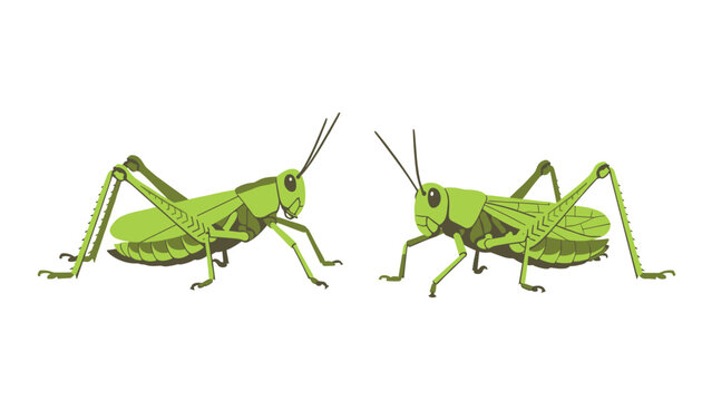 Two green grasshoppers face each other in a symmetrical flat vector illustration on a white background.