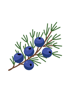 botanical juniper berry branch illustration