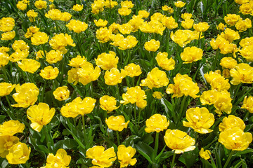 Obraz premium A field of yellow tulips on a clear sunny day. Flora domestic indoor plants and flowers.