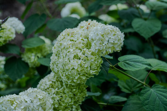Lush Annabelle Smooth Hydrangea Blossoms in Summer