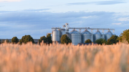 Modern grain storage silos and golden wheat field at sunset – agricultural infrastructure and harvest season landscape. Selective focus. © kyrychukvitaliy