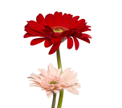 Red and Pink Daisy Gerbera Flower Ornament for Wedding Card Transparent Background