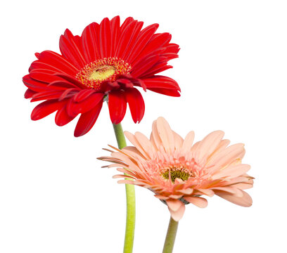 Red and Pink Daisy Gerbera Flowers Ornament for Wedding Invitation Card 