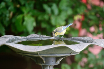juvenile blue tit on a bath © Duvekot Fotografie