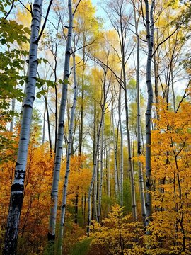 Tall aspen trees stand amidst rustling foliage, ||aspen, forest