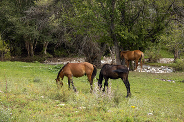 Obraz premium A herd of brown horses grazes in a green meadow near a mountain stream. The animals graze freely among the green trees.