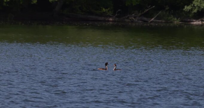 Slow motion of two great crested grebes performing a courtship display ritual during the mating season on a lake, with a dark forest shore background
