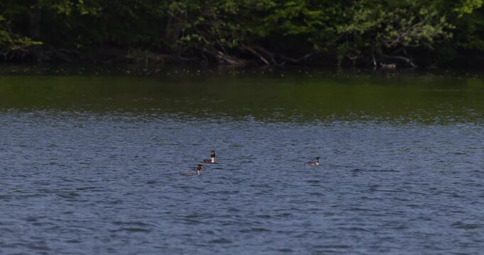 Slow motion of a group of great crested grebes swimming calmly on the water surface of a lake, against a background of green trees and bushes on the shore