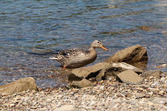 Eine weibliche Stockente steht im Wasser auf Kieselsteinen, Anas domestica 