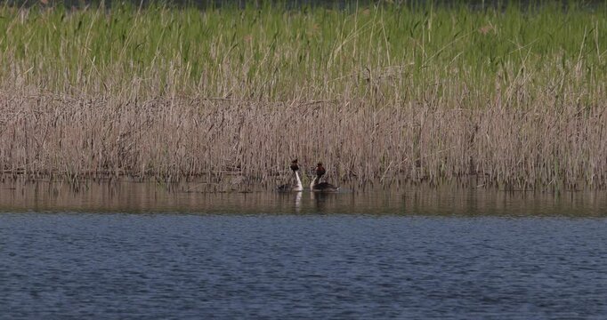 Slow motion of two great crested grebes performing a courtship display ritual near the reeds on a lake during the mating season