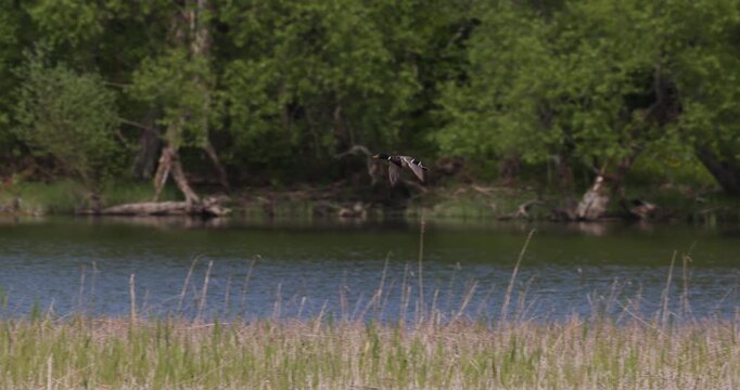 Mallard drake flying fast over the green and dry reeds of a lake shore with a forest in the background, shot in slow motion