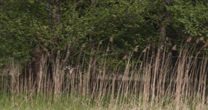 Female mallard flying fast over the green and dry reeds of a lake shore with a forest in the background, shot in slow motion