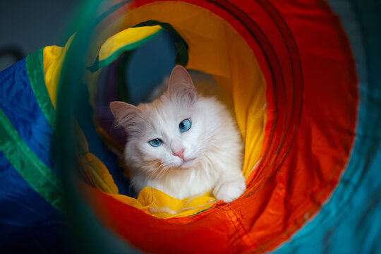 Close-up portrait of kitty cat with blue eyes lying in the colourful tunnel.