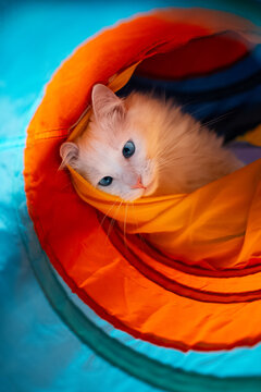 Close-up portrait of kitty cat playing in the colourful tunnel.