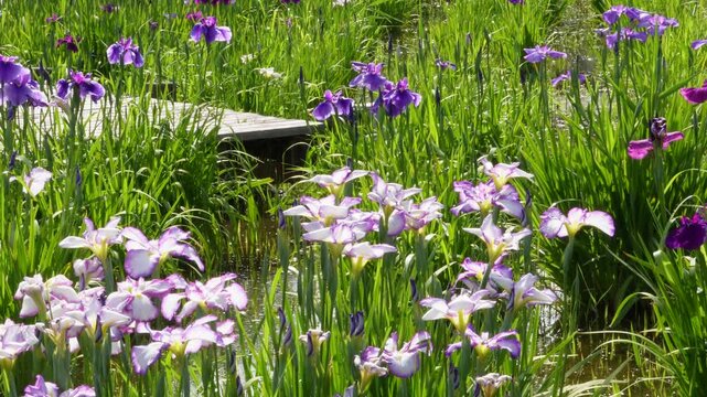 木道のある水辺に咲く白と紫の花菖蒲 初夏の公園風景 / Japanese irises and a wooden path in early summer