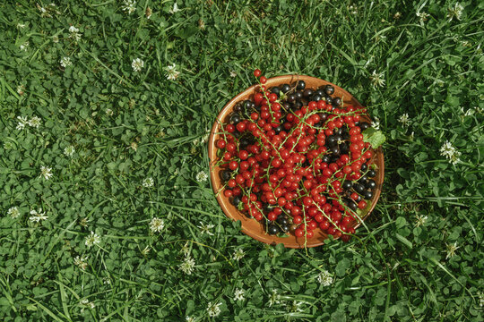 Summer vibes, currants harvest. Plate with black and red currants on lawn in summer