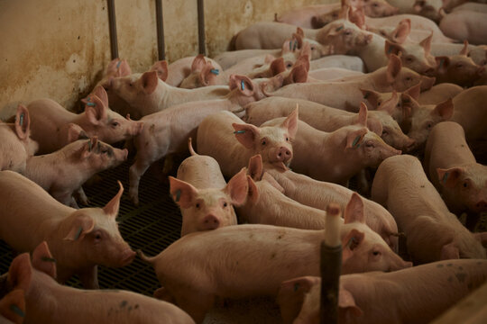 Piglets in pen
