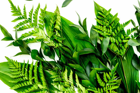 Spring background with young green plants and leaves on white background top view