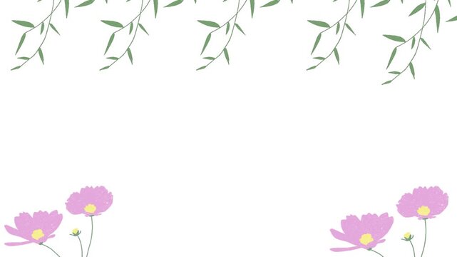 Minimalist floral background with hanging green willow leaves and blooming pink cosmos flowers, looping motion graphic