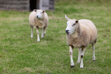 Fototapeta premium A curious sheep with a floppy ear walks forward in a vibrant green field, its mouth slightly open. Another sheep follows in the soft-focus background, creating a charming rural animal scene.