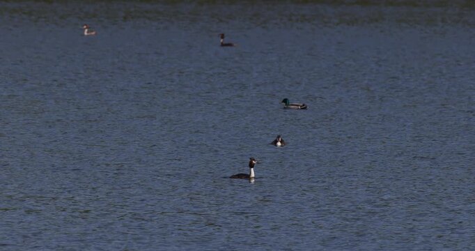 Slow motion of a group of great crested grebes swimming calmly on the water surface of a lake, against a background of green trees and bushes on the shore