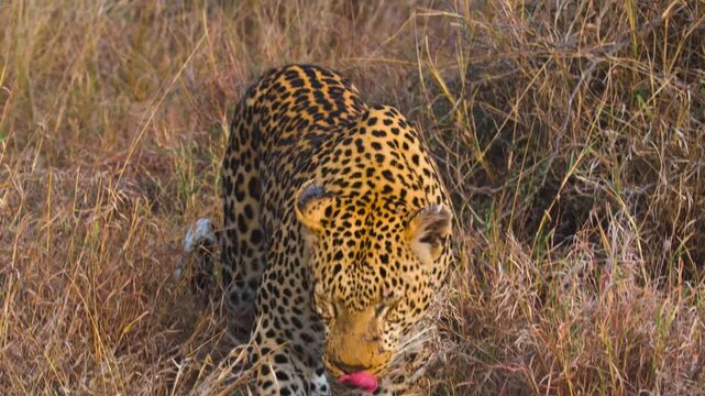 A beautiful African leopard with stunning black spots leaning forward and looking down while hunting in the dry grassy savanna brush