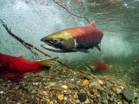 California, British Columbia, Adams River, Sockeye salmons, Oncorhynchus nerka
