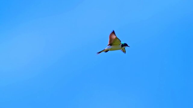 Colorful bird in flight gracefully glides through a clear blue sky, showcasing vibrant plumage and dynamic wing positions in a series of continuous motion frames