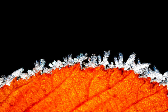 Hoarfrost at edge of autumn leaf in front of black background