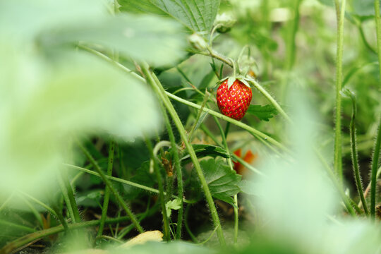 Red ripe strawberry hanging on a bush. Summer strawberry harvest. 