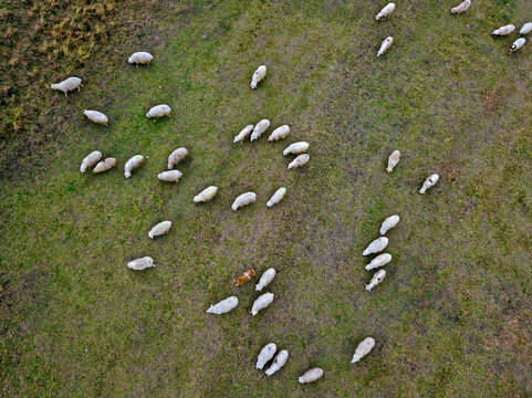 Aerial view of flock of sheep grazing in pasture