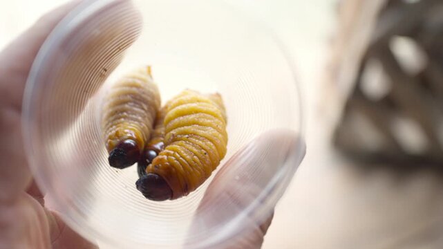 Hand holding edible chontacuro caterpillars in a cup showcasing Amazonian traditional cuisine
