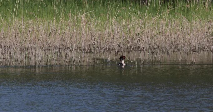 Slow motion of two great crested grebes performing a courtship display ritual near the reeds on a lake during the mating season