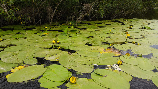 Close-up of yellow water lilies and large green lily pads floating on the water surface near a riverbank.