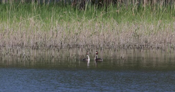 Slow motion of two great crested grebes performing a courtship display ritual near the reeds on a lake during the mating season