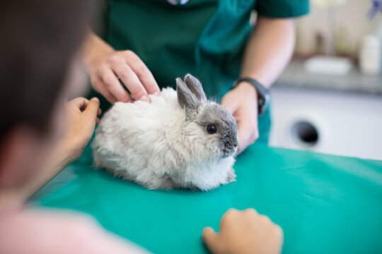 Boy at the veterinarian with a bunny on the exam table